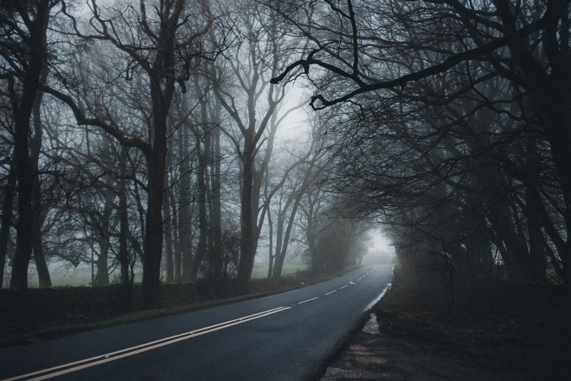 Empty winding road through a forest